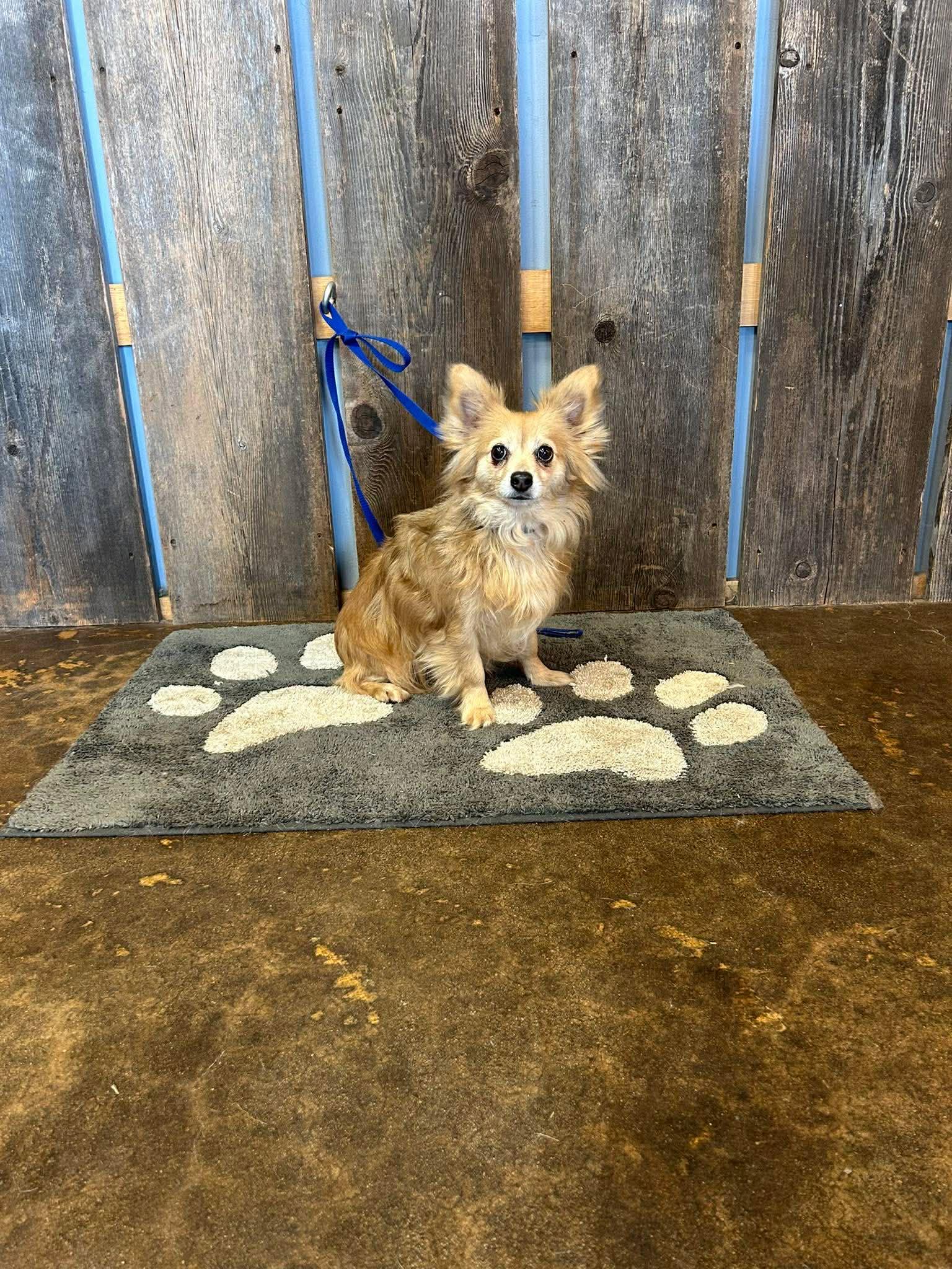 MILES   $425, adopted, Adult Male Chihuahua.