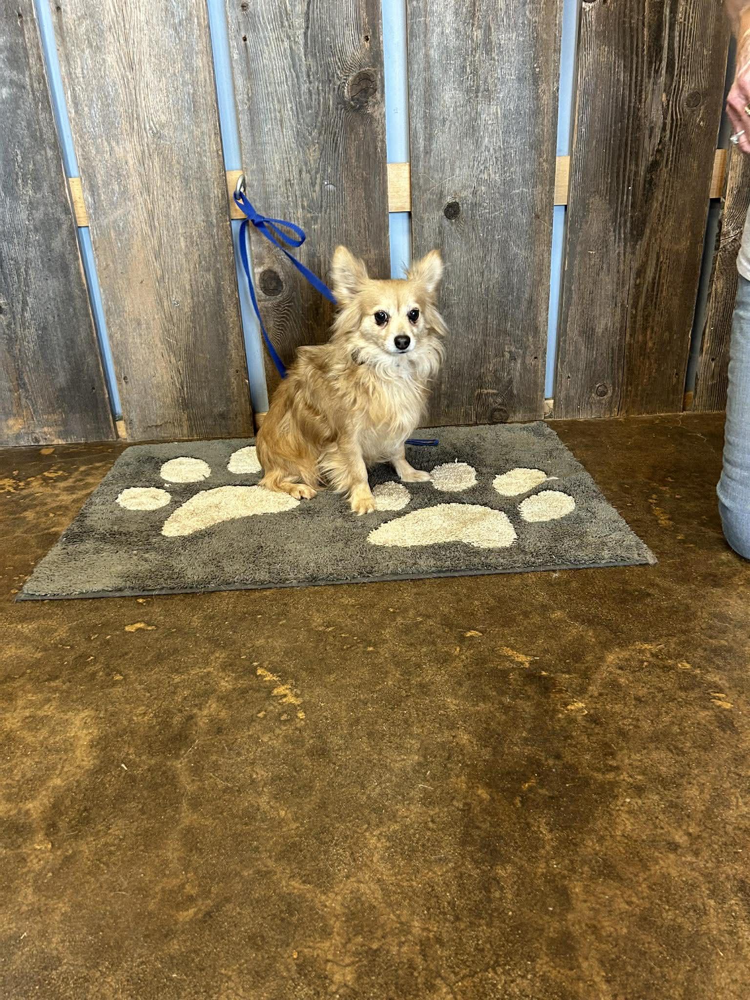 Enlarge MILES   $425, an adopted mixed breed in Milwaukee, WI image 2/2