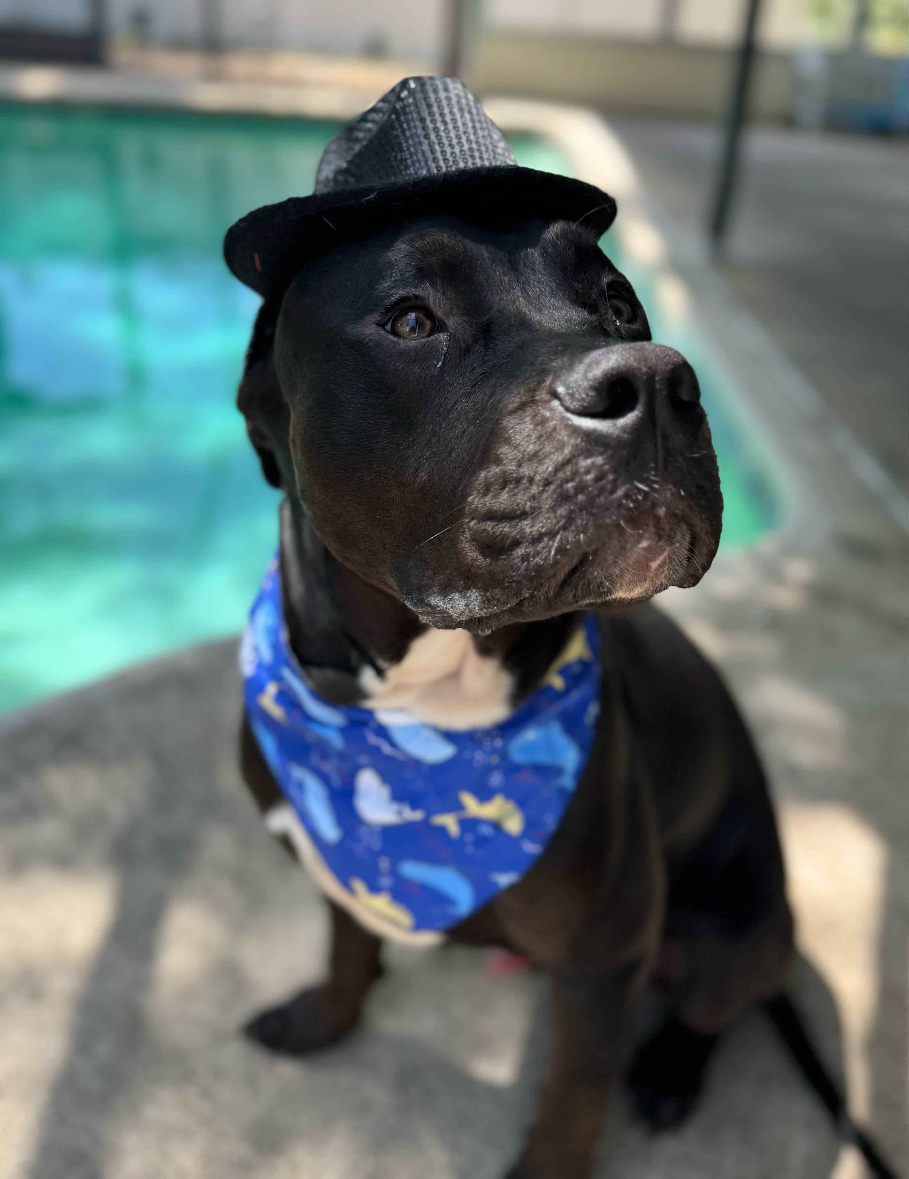 Big Dog "BD", Adopted, Young Male Bullmastiff.