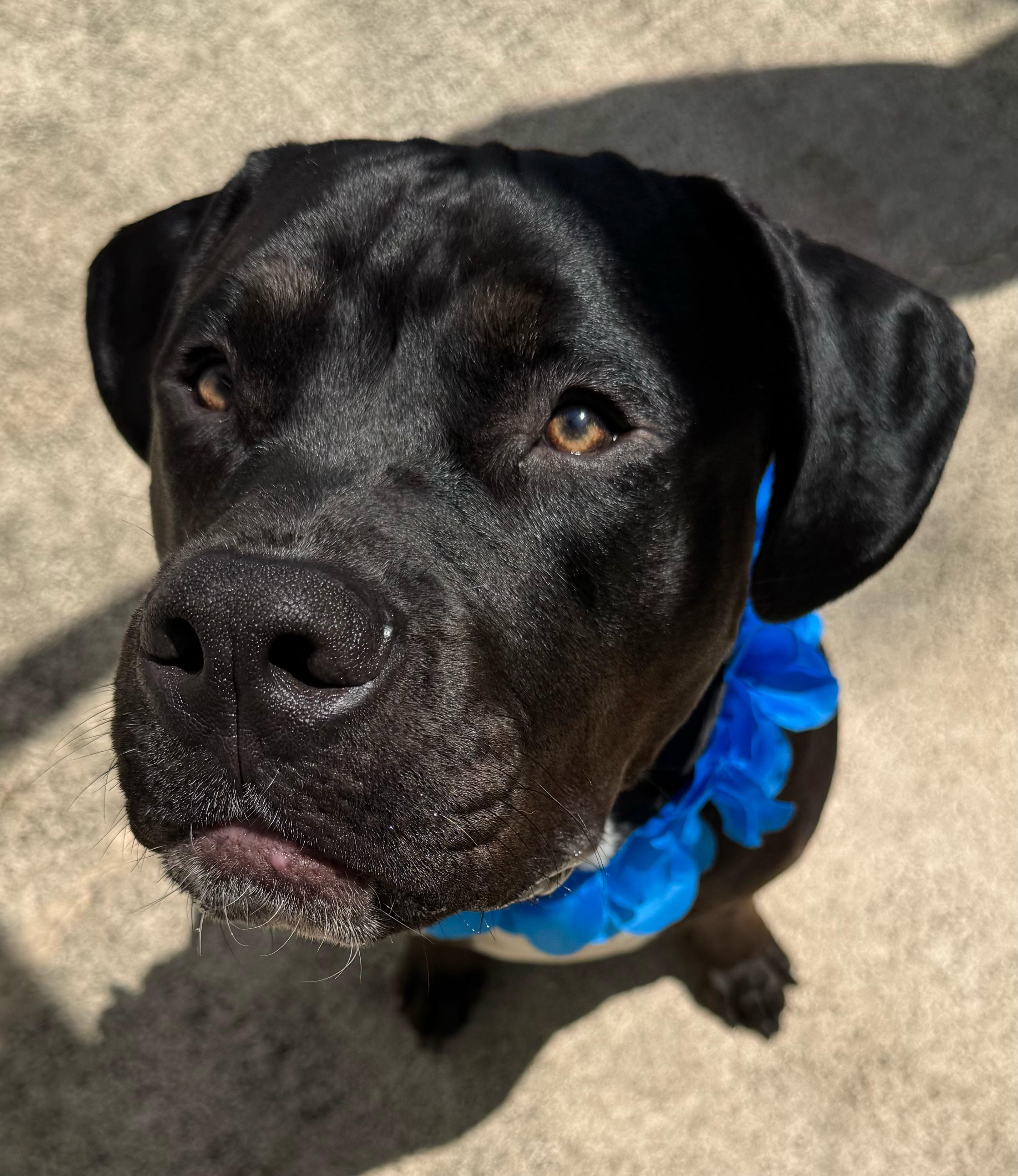 Enlarge Big Dog "BD", a Adopted mixed breed in New Port Richey, FL image 2/6