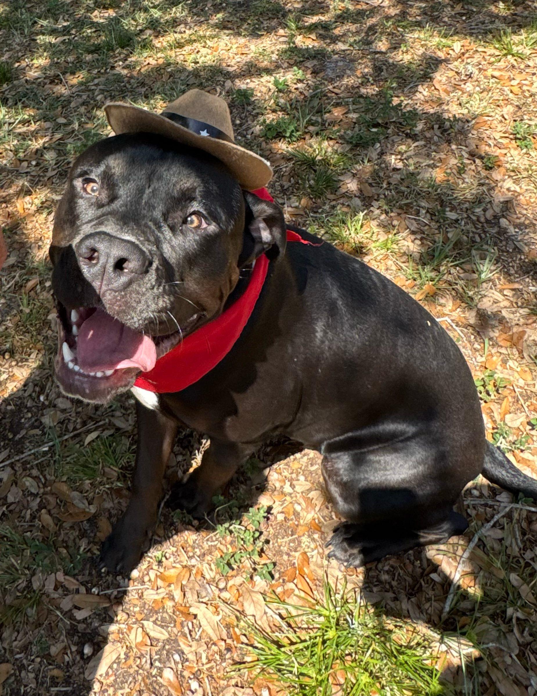 Enlarge Big Dog "BD", a Adopted mixed breed in New Port Richey, FL image 3/6