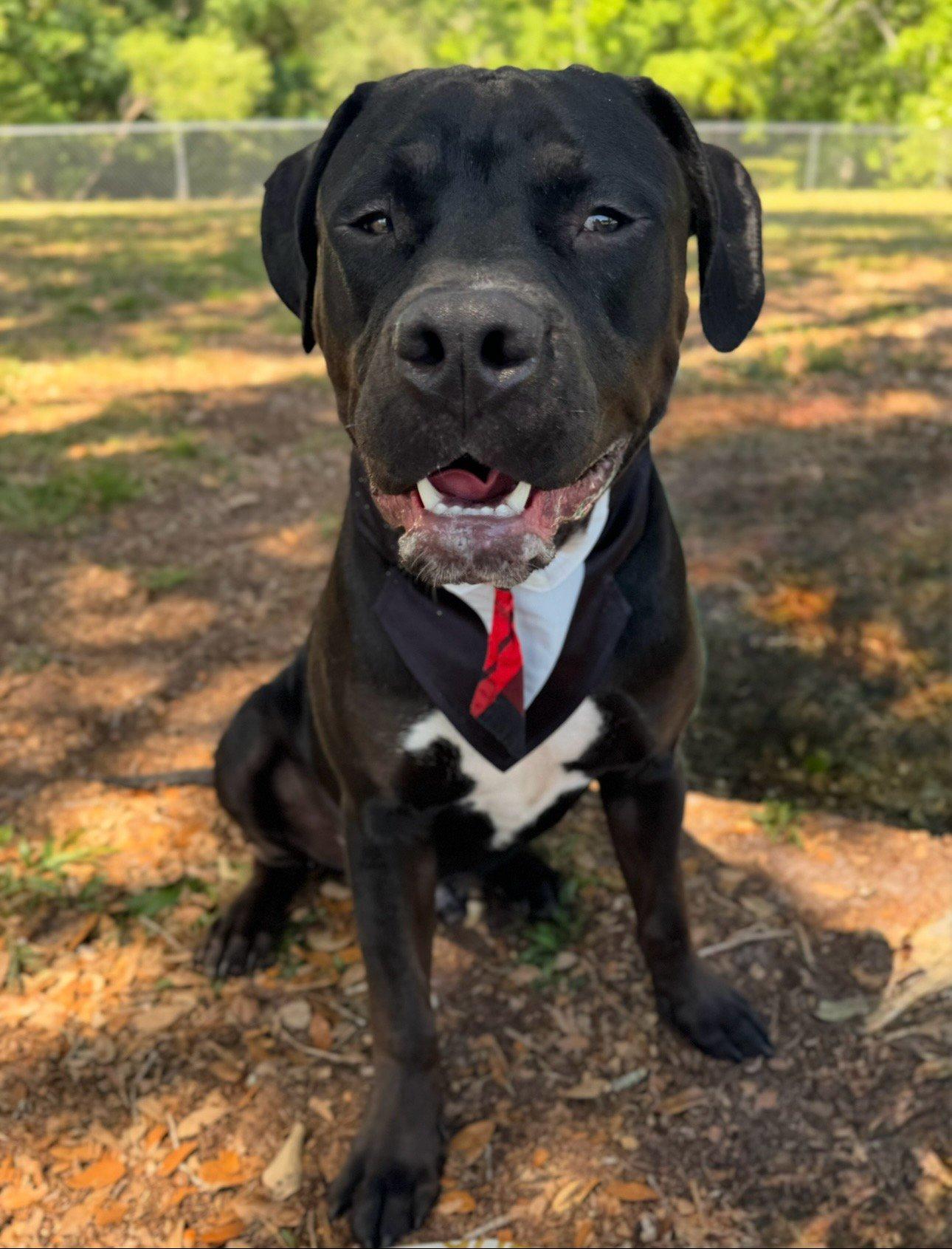 Enlarge Big Dog "BD", a Adopted mixed breed in New Port Richey, FL image 4/6