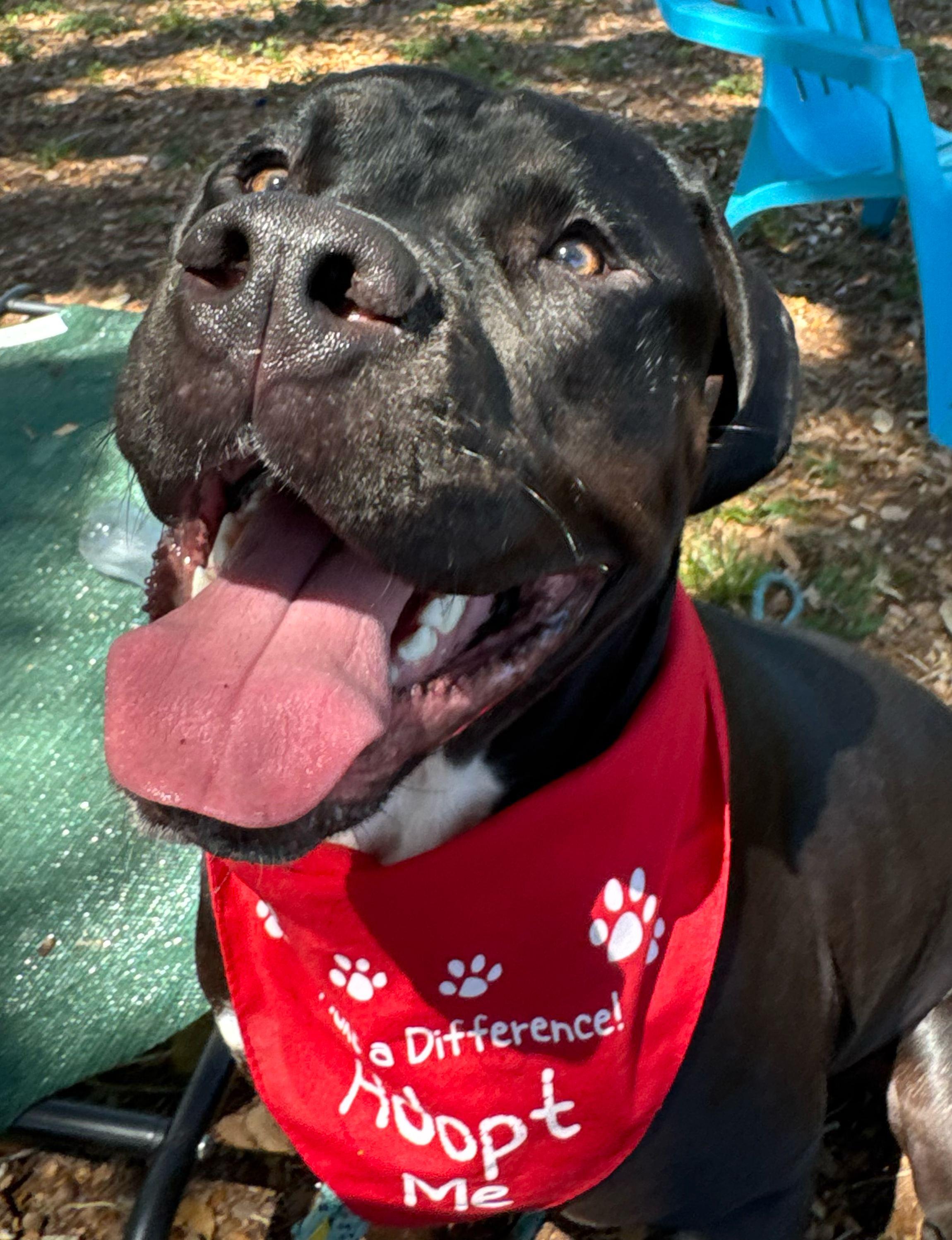 Enlarge Big Dog "BD", a Adopted mixed breed in New Port Richey, FL image 5/6