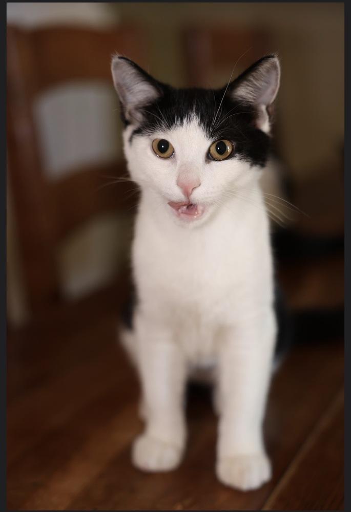 Enlarge Initials Kitten: LW, a Adoptable mixed breed in New Fairfield, CT image 2/6