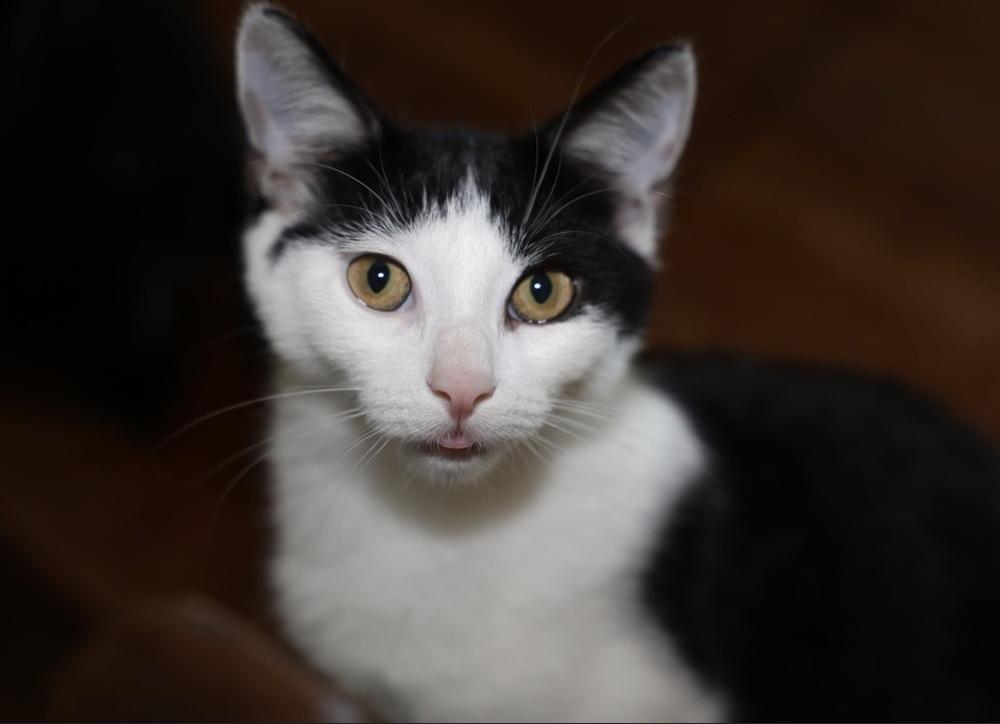 Enlarge Initials Kitten: LW, a Adoptable mixed breed in New Fairfield, CT image 3/6