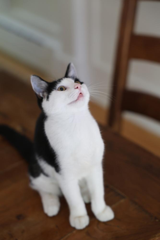 Enlarge Initials Kitten: LW, a Adoptable mixed breed in New Fairfield, CT image 4/6