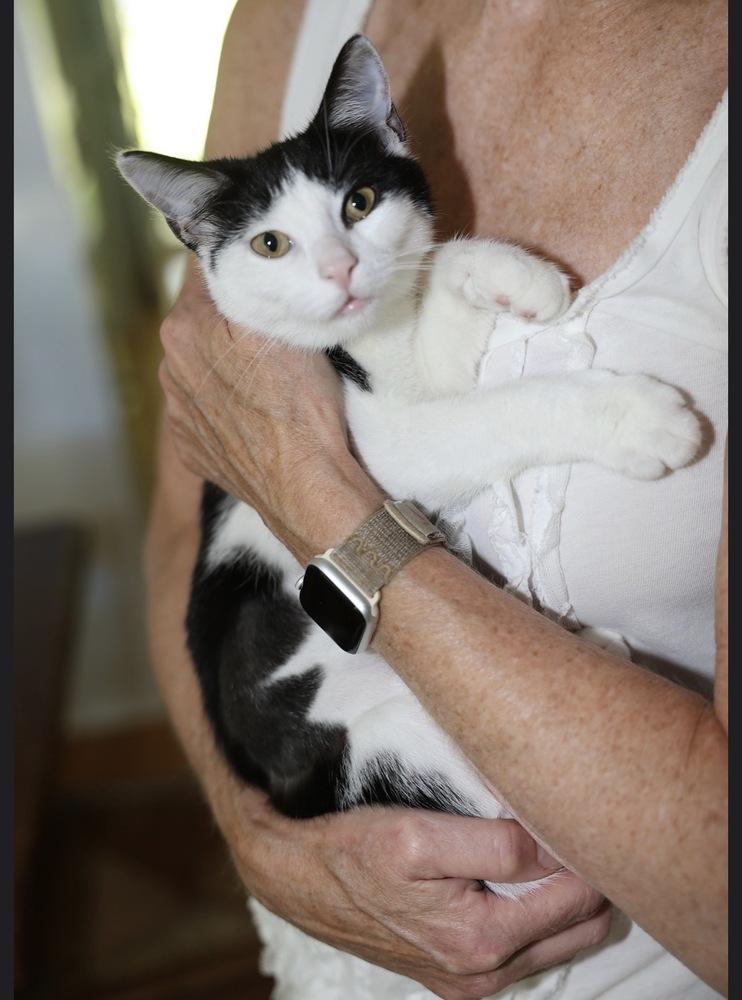 Enlarge Initials Kitten: LW, a Adoptable mixed breed in New Fairfield, CT image 5/6