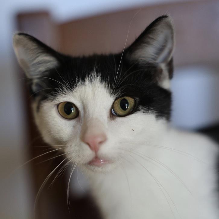 Enlarge Initials Kitten: LW, a Adoptable mixed breed in New Fairfield, CT image 6/6