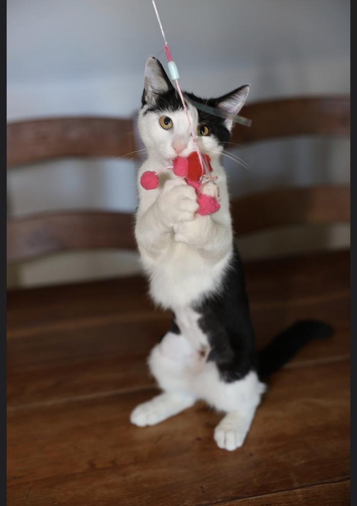 Initials Kitten: LW, Adoptable, Kitten Female Domestic Short Hair.