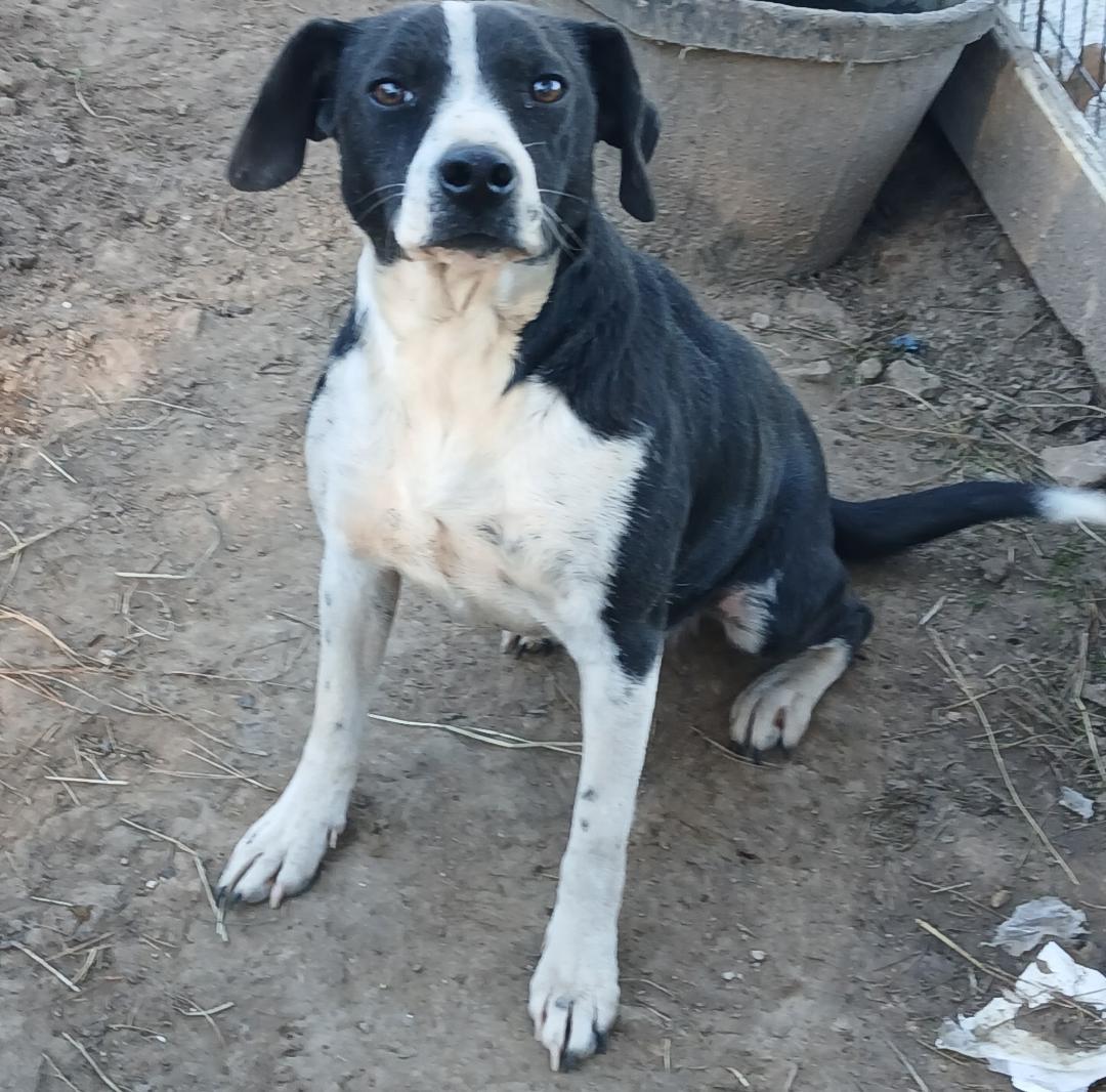 Enlarge Nancy, a ADOPTABLE mixed breed in Mena, AR image 1/2