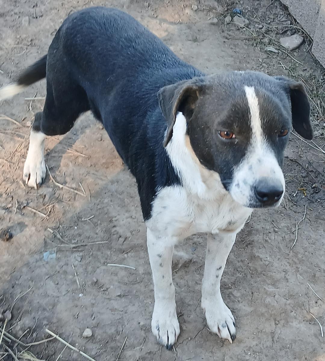 Enlarge Nancy, a ADOPTABLE mixed breed in Mena, AR image 2/2