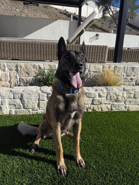 Sammy in CA, Adoptable, Adult Male German Shepherd Dog & Belgian Shepherd / Malinois.