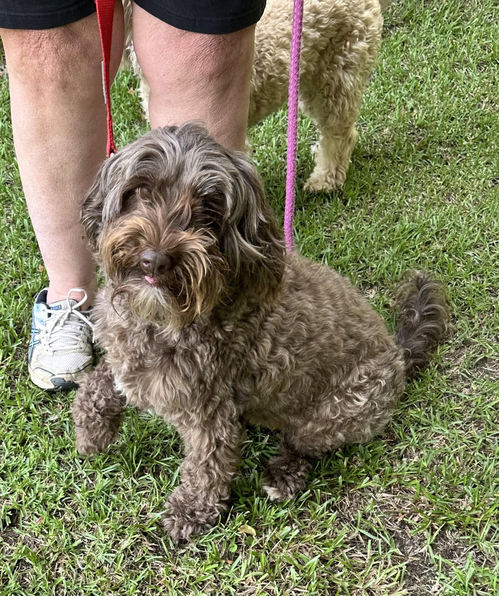 Coco, a Adoptable mixed breed in Garner, NC image 1/3
