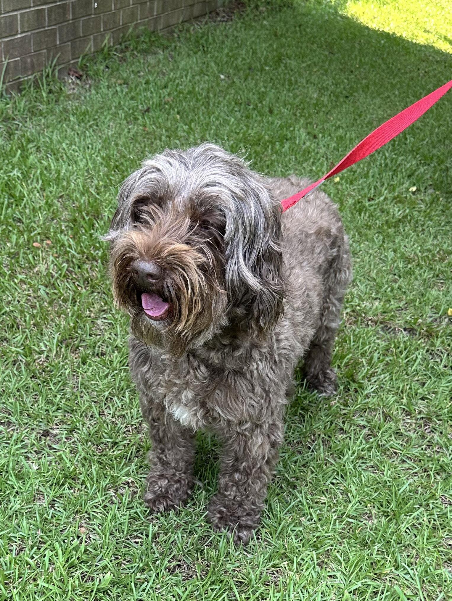 Coco, a Adoptable mixed breed in Garner, NC image 3/3