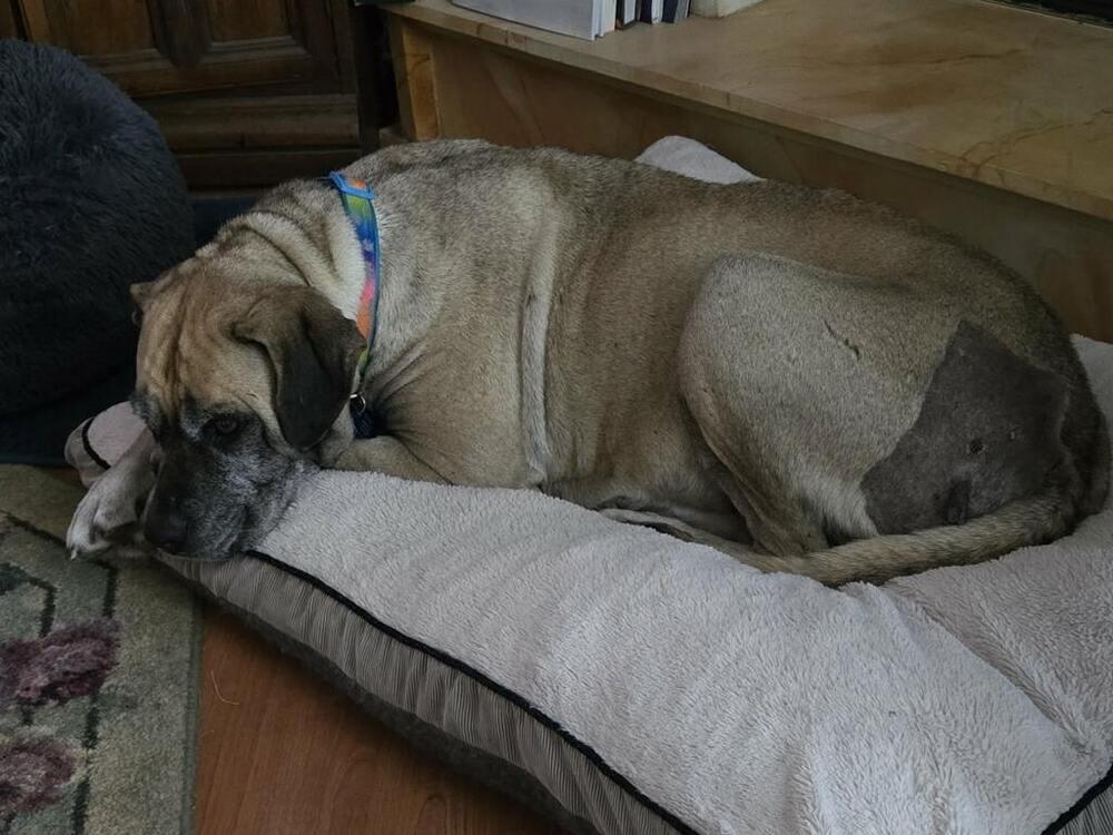 Brigitte, Adoptable, Adult Female Mastiff & Bullmastiff.