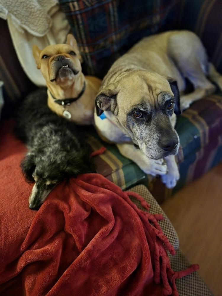 Enlarge Brigitte, a Adoptable mixed breed in Tulsa, OK image 5/6