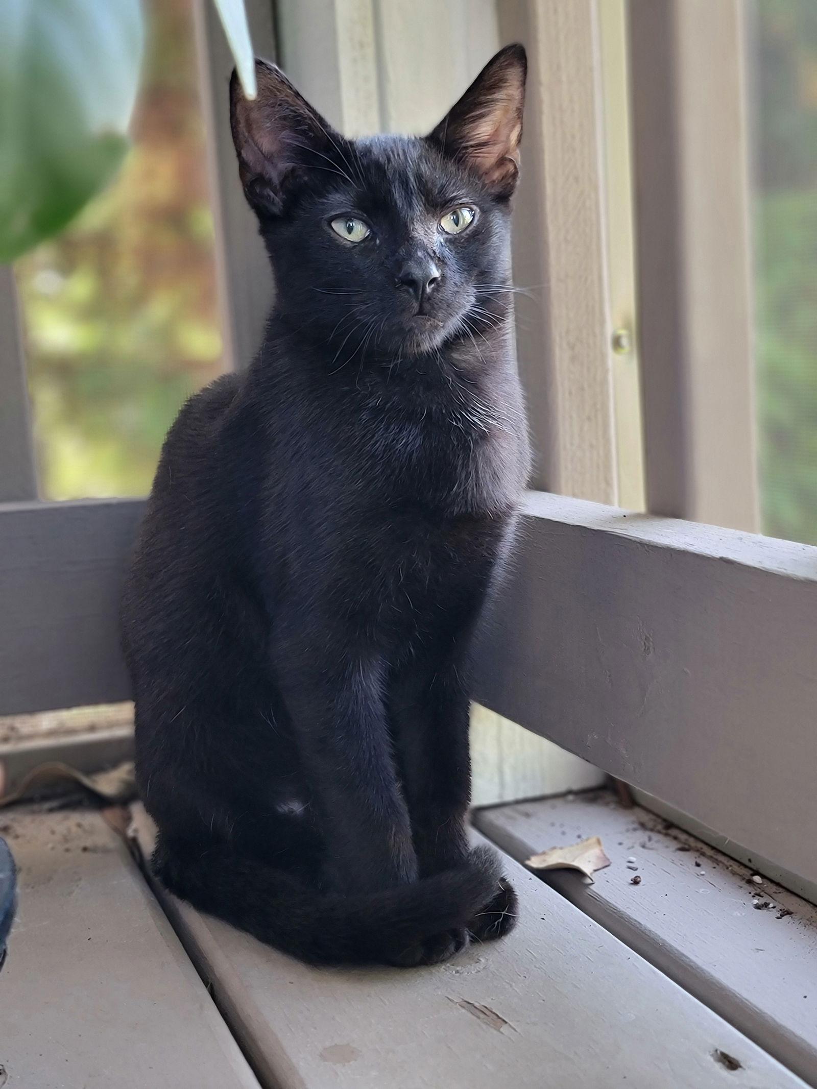 Enlarge Poe, a Adoptable Domestic Short Hair in Nashville, TN image 1/3