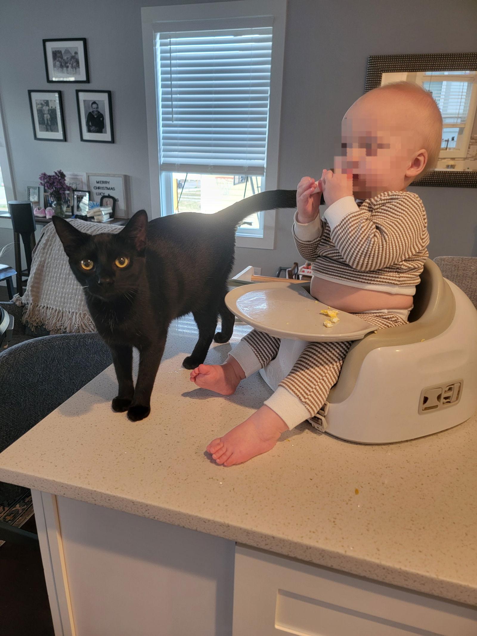 Enlarge Poe, a Adoptable Domestic Short Hair in Nashville, TN image 2/3