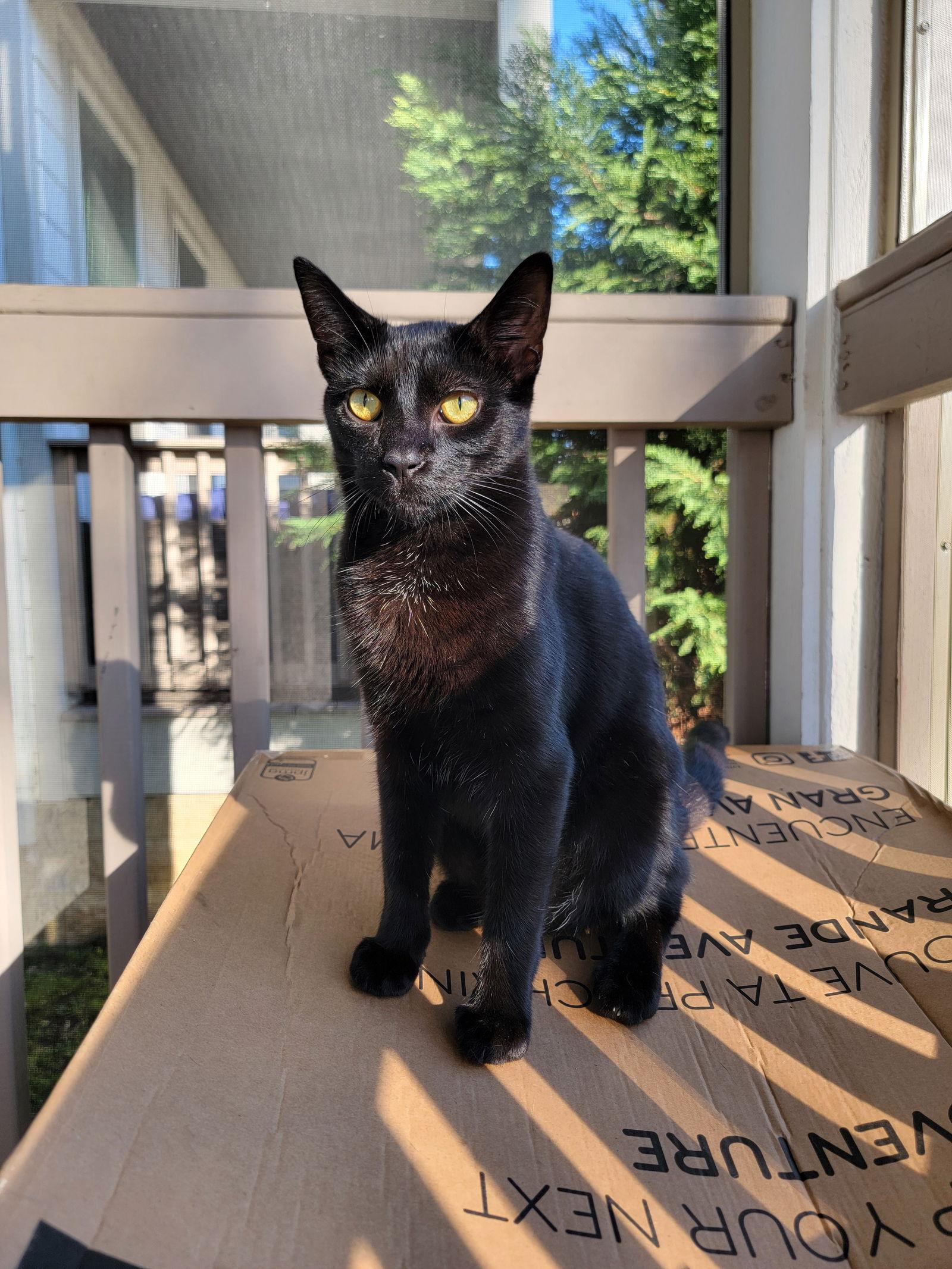 Poe, Adoptable, Kitten Male Domestic Short Hair.