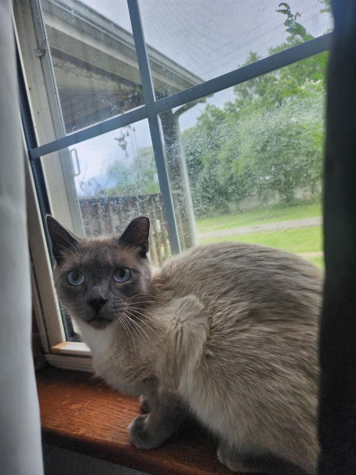 Enlarge Jake, a Adoptable Siamese in Tulsa, OK image 1/1