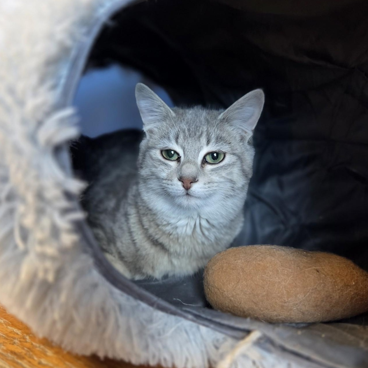 Enlarge General Gravy, a Adoptable Domestic Short Hair in Brookings, SD image 1/1