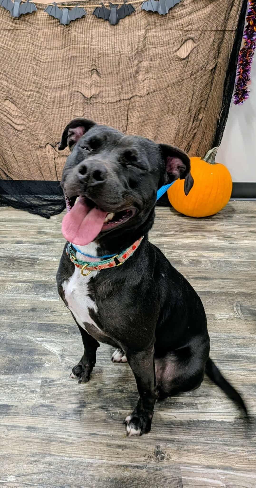 Charlie, a Adoptable Pit Bull Terrier in Charlotte, NC image 1/3