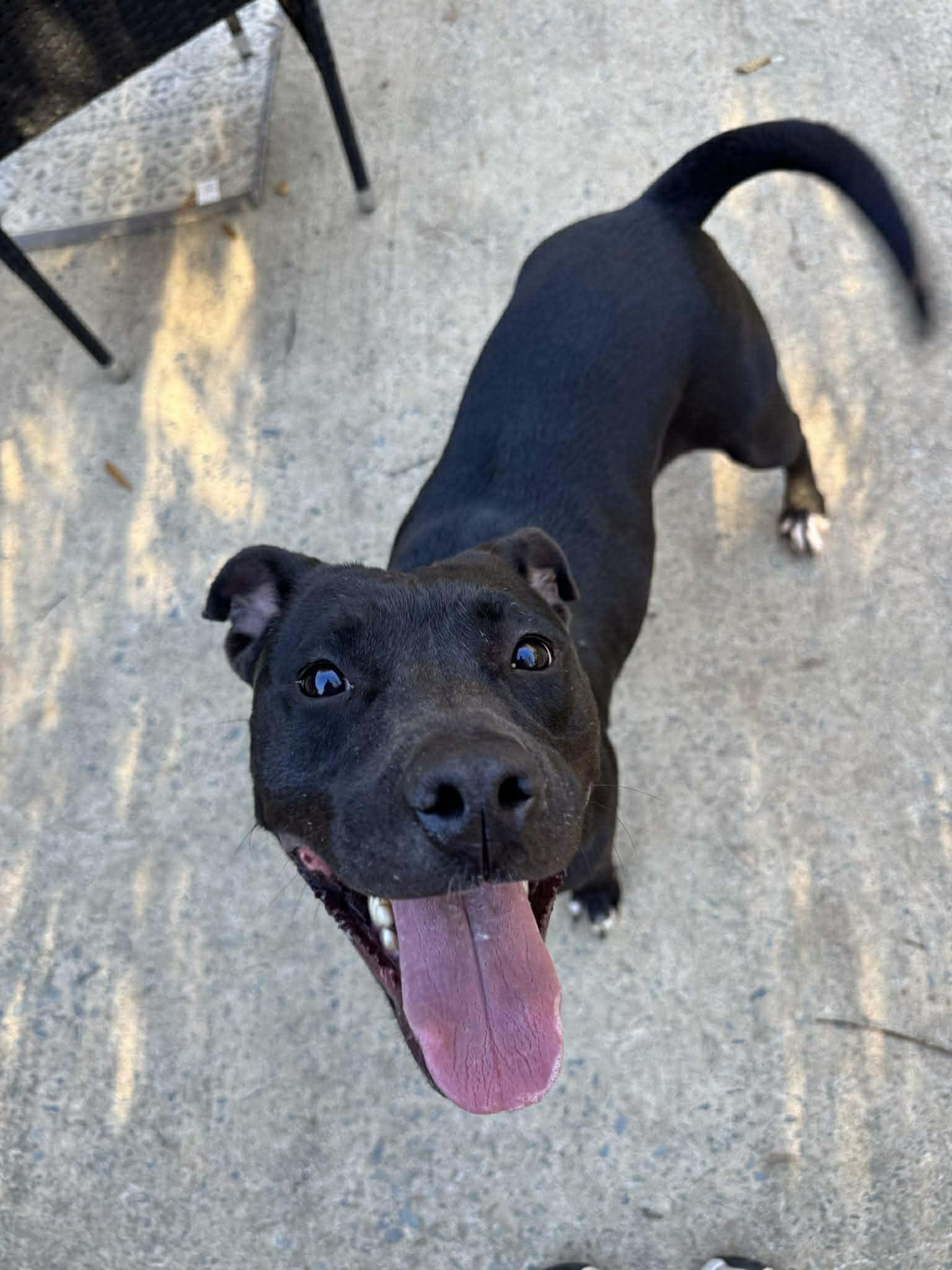 Charlie, a Adoptable Pit Bull Terrier in Charlotte, NC image 3/3