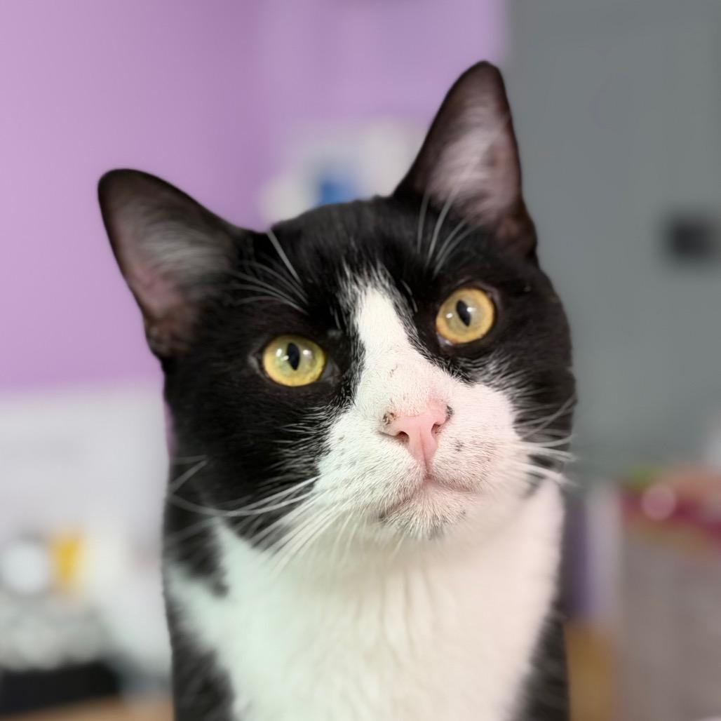 Enlarge Oreo Speedwagon, a Adoptable Domestic Short Hair in Boerne, TX image 1/6