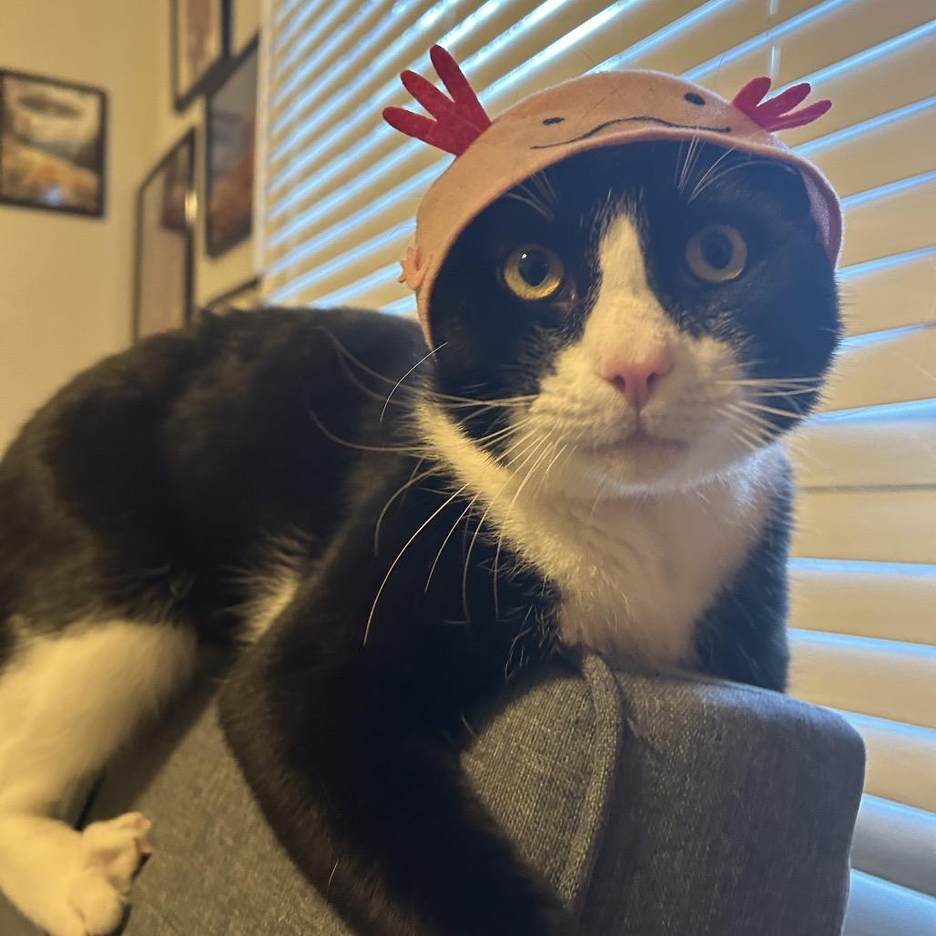 Enlarge Oreo Speedwagon, a Adoptable Domestic Short Hair in Boerne, TX image 2/6