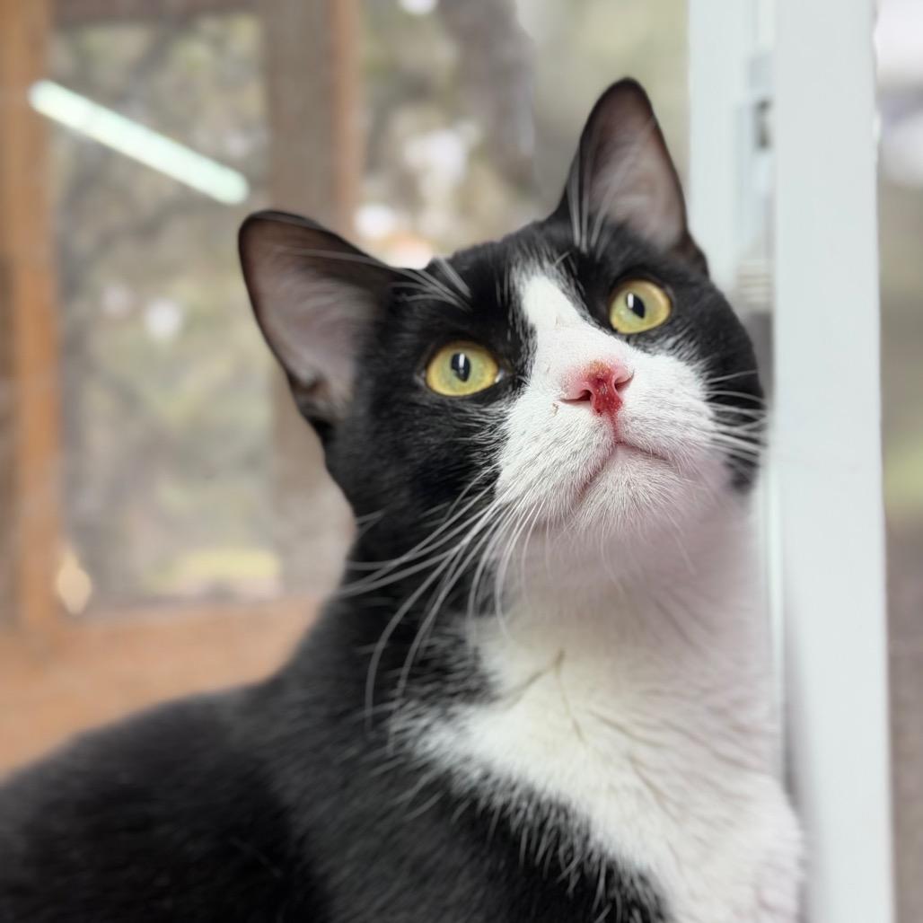 Enlarge Oreo Speedwagon, a Adoptable Domestic Short Hair in Boerne, TX image 3/6