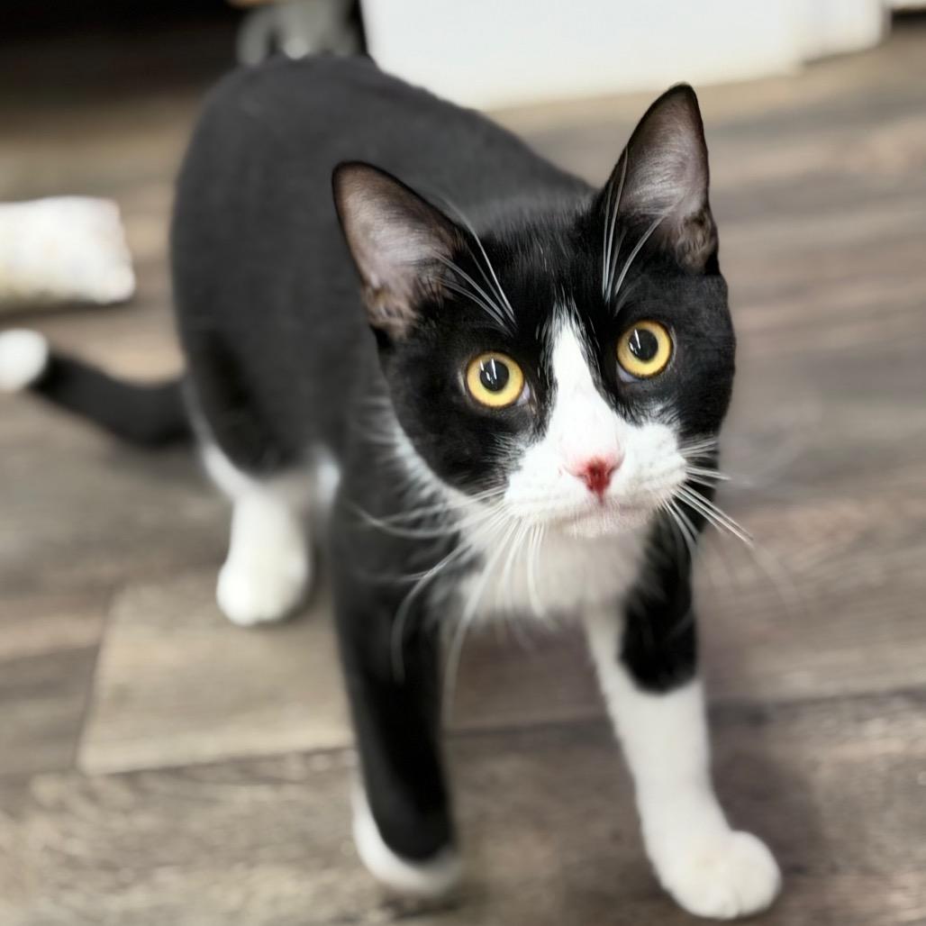 Enlarge Oreo Speedwagon, a Adoptable Domestic Short Hair in Boerne, TX image 5/6