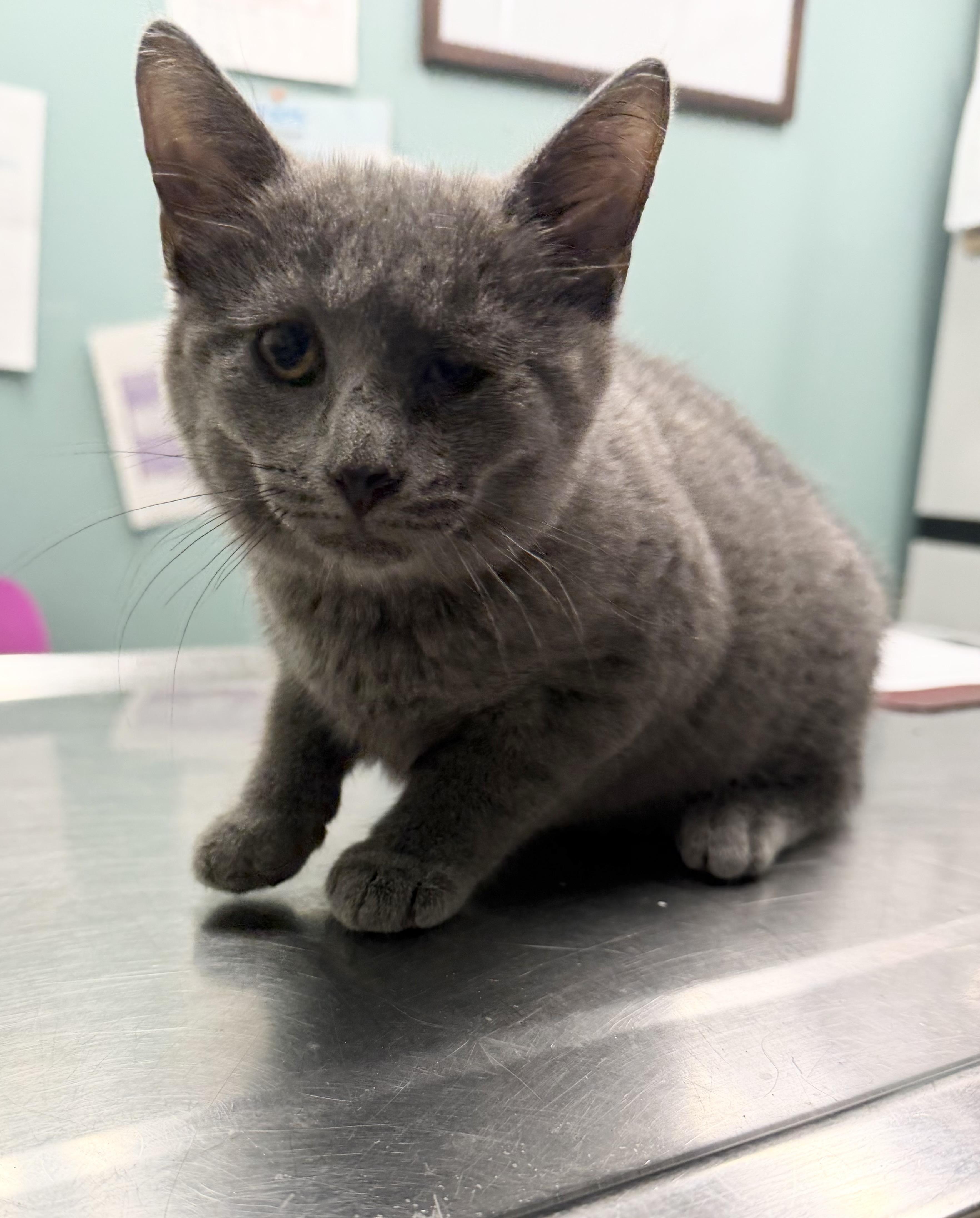 Enlarge  Journey, a ADOPTABLE Domestic Short Hair in Hudson, NY image 1/1