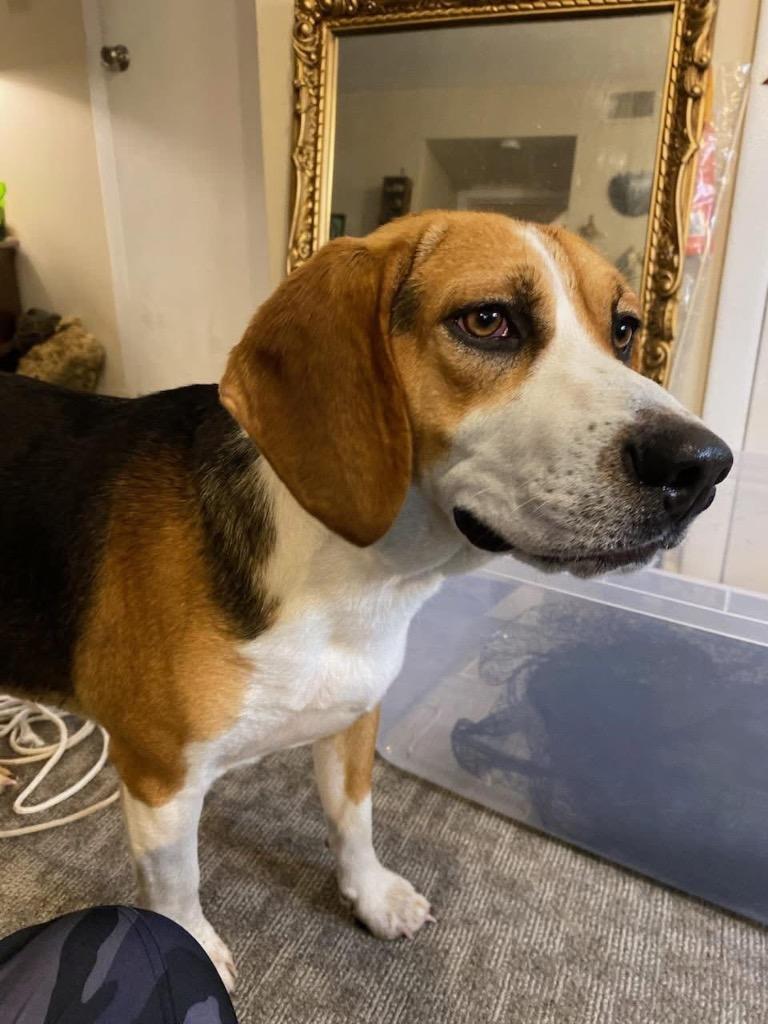 Enlarge Buoy, a Adoptable Beagle in Murray, KY image 1/1