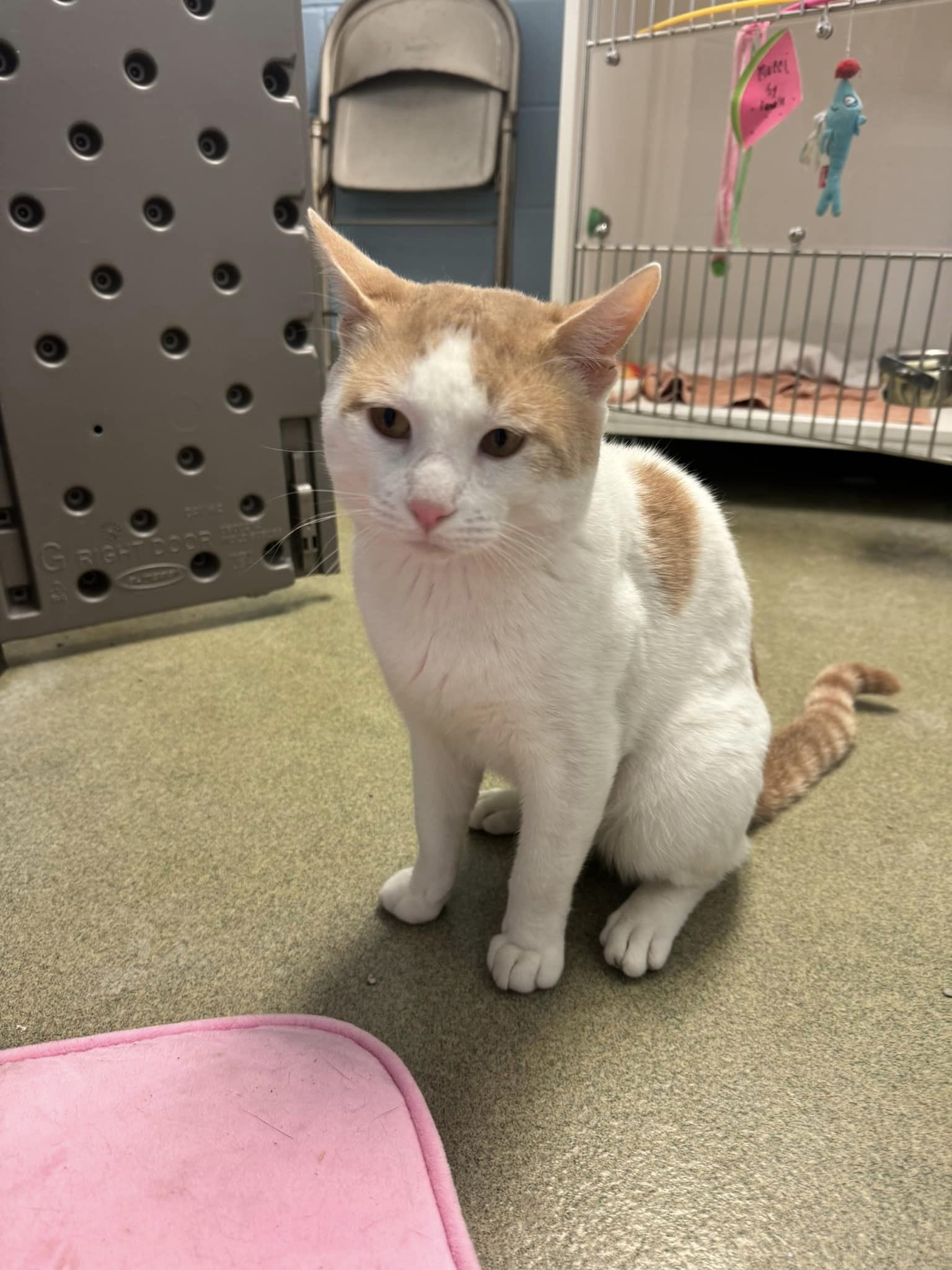 Cat for adoption Sunny D, a Domestic Short Hair in Bloomfield, NJ