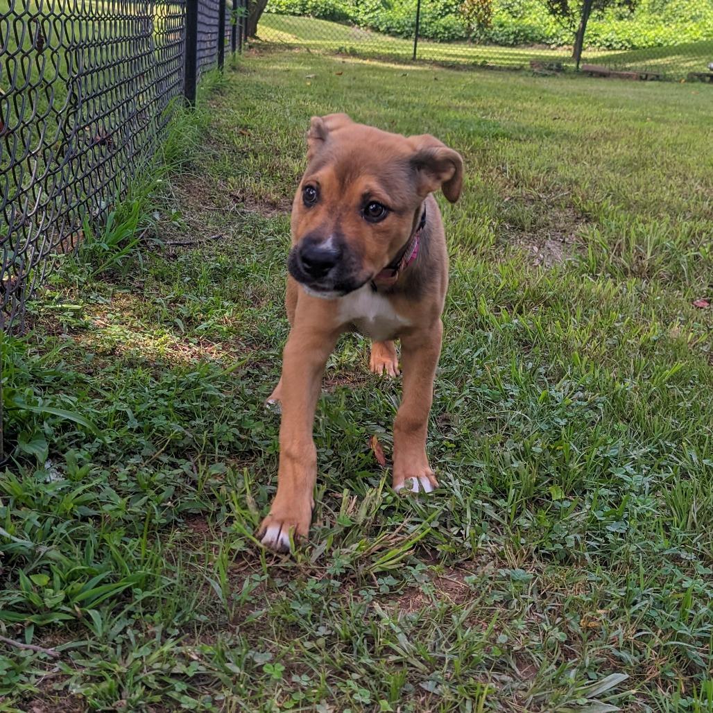 Puddles, Adoptable, Puppy Female Mixed Breed.