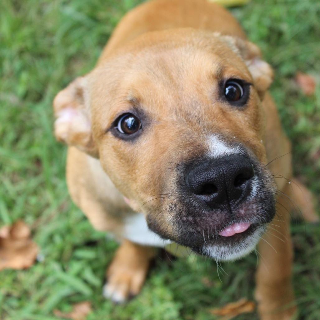 Enlarge Puddles, a Adoptable Mixed Breed in Auburn, AL image 2/6