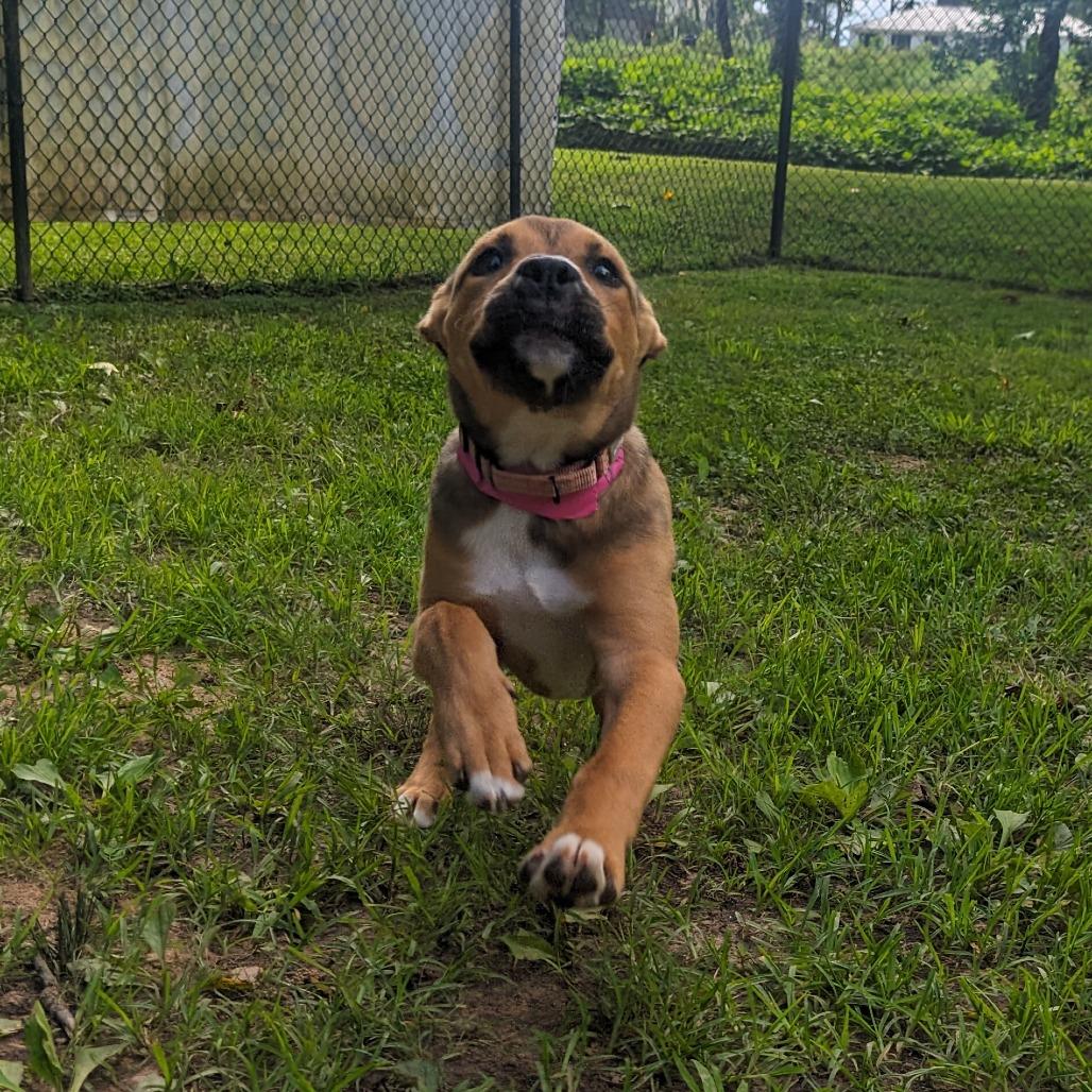 Enlarge Puddles, a Adoptable Mixed Breed in Auburn, AL image 3/6