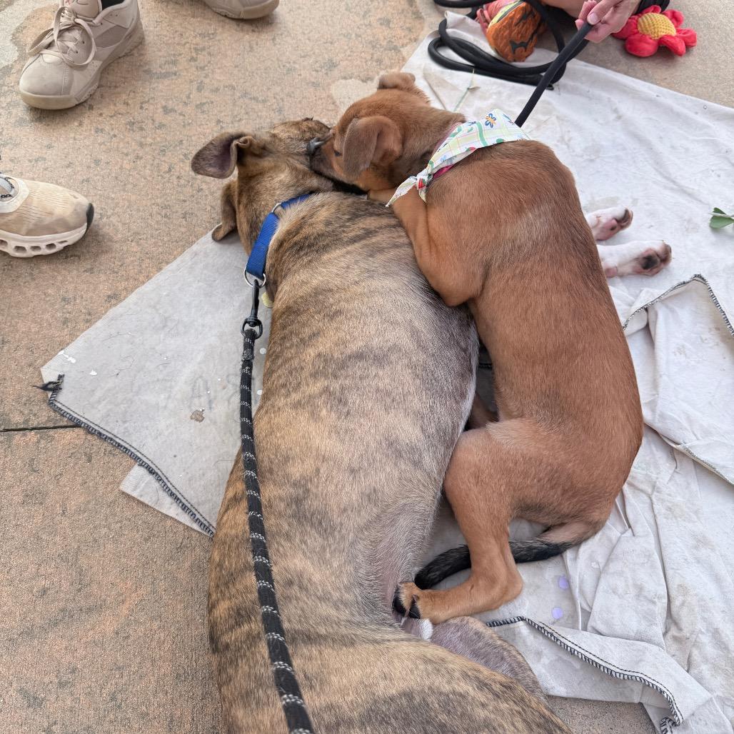 Enlarge Puddles, a Adoptable Mixed Breed in Auburn, AL image 5/6