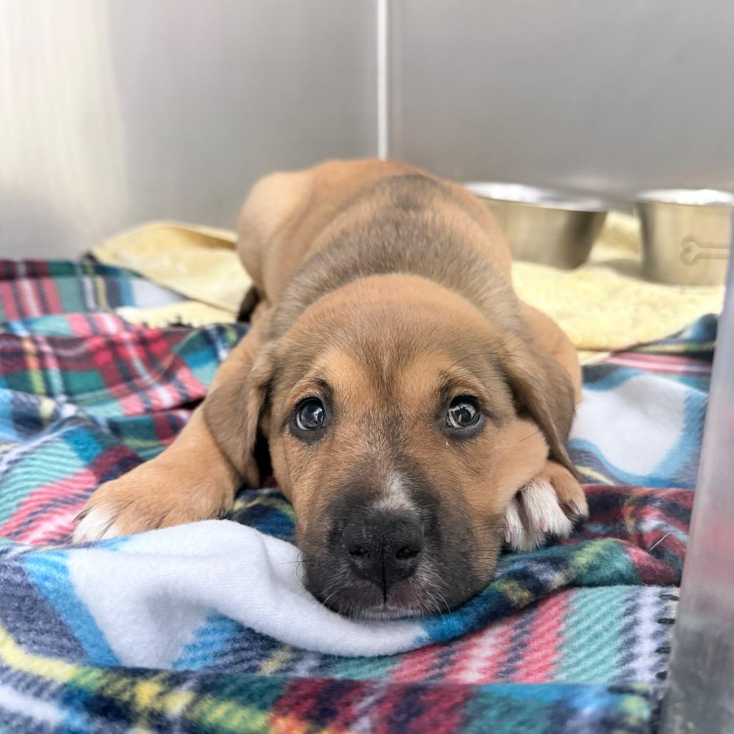 Enlarge Puddles, a Adoptable Mixed Breed in Auburn, AL image 6/6