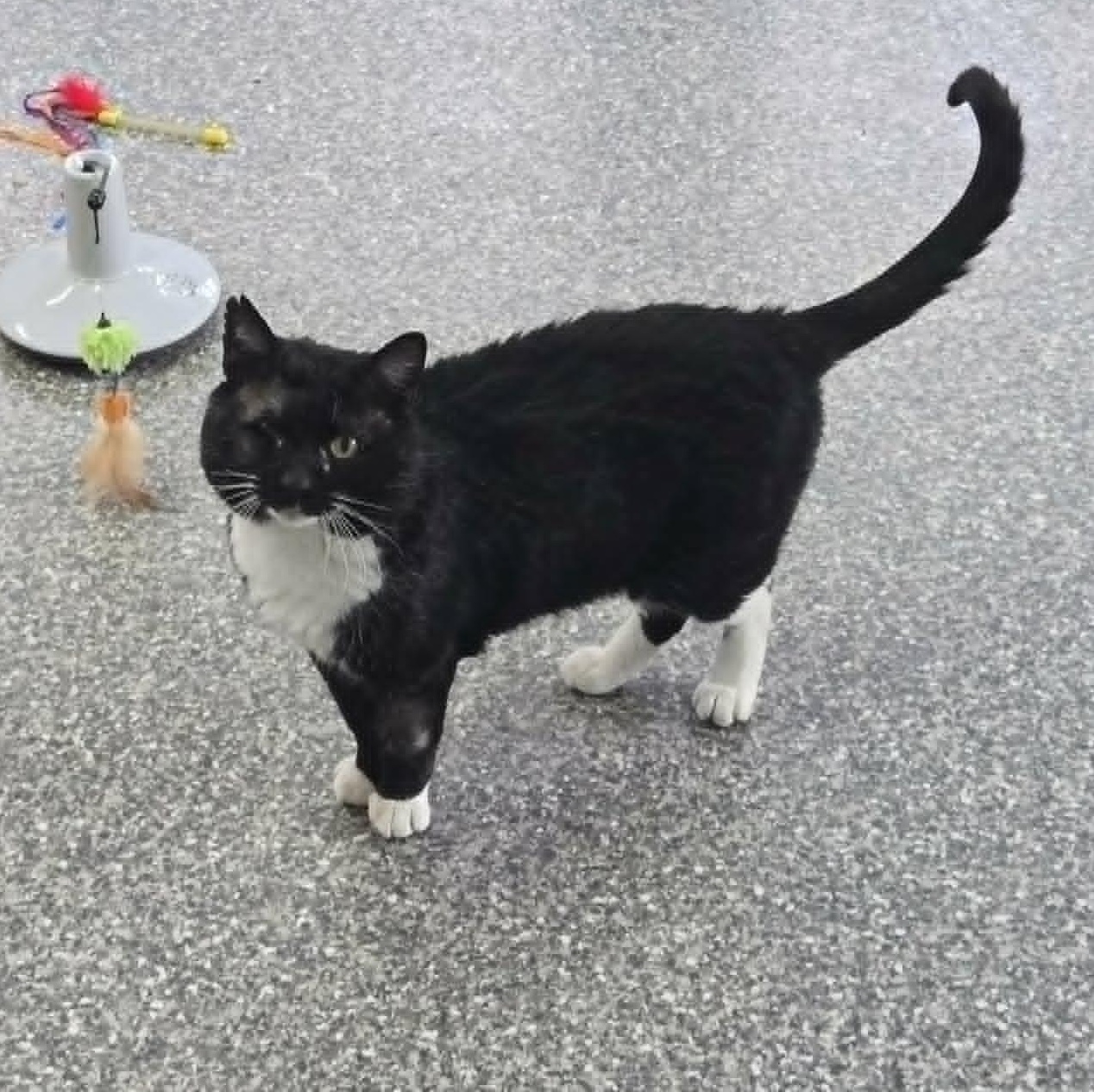 Enlarge Allister, an adopted Domestic Short Hair in Watertown, WI image 3/5