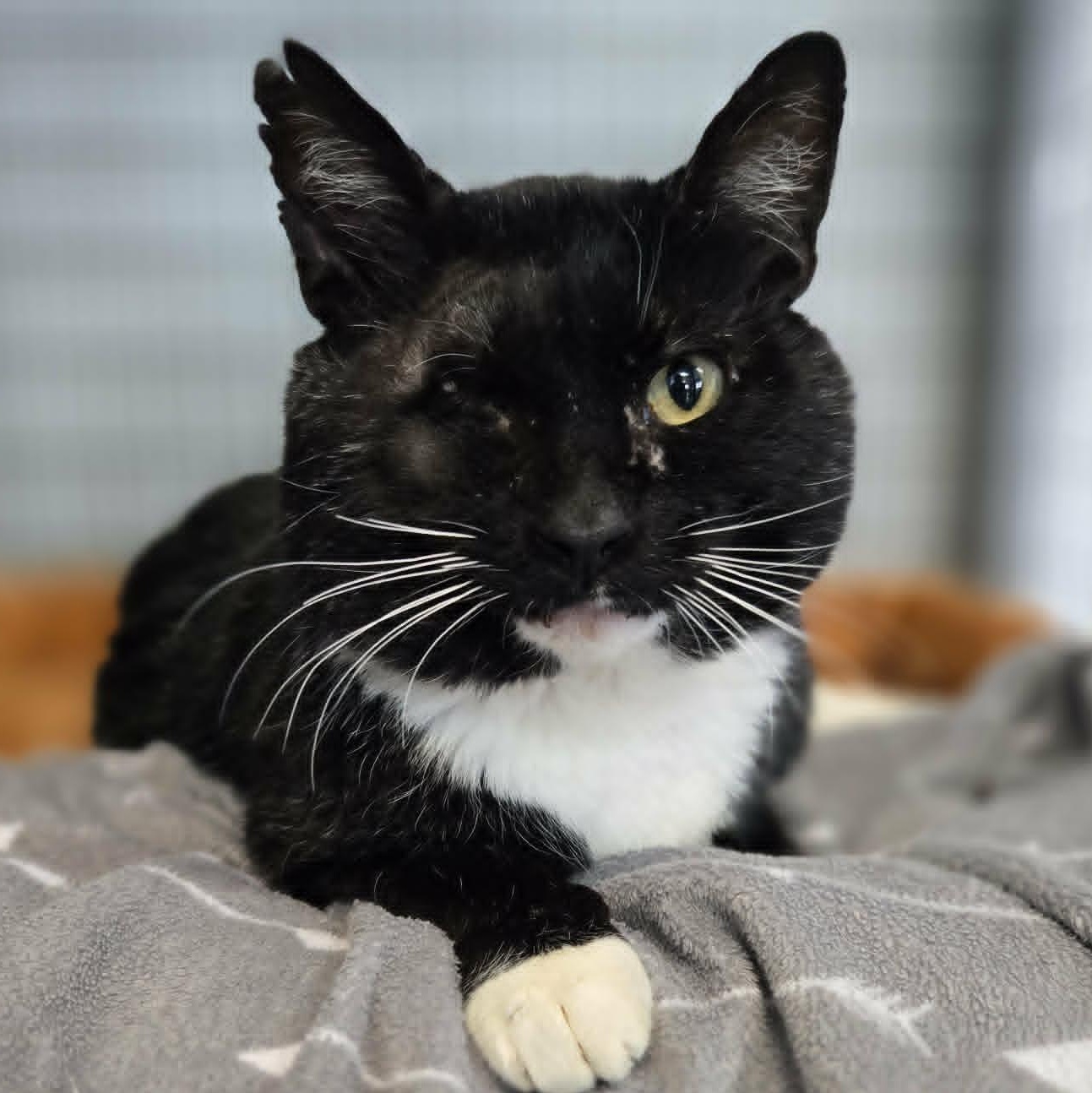 Enlarge Allister, an adopted Domestic Short Hair in Watertown, WI image 1/5