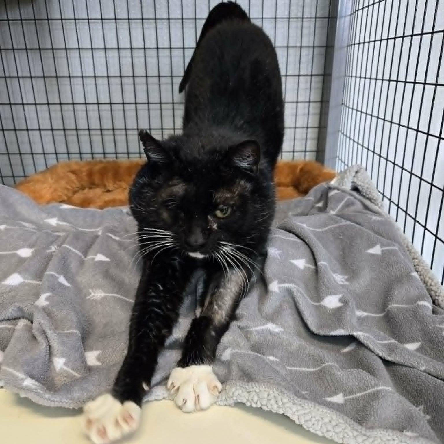 Enlarge Allister, an adopted Domestic Short Hair in Watertown, WI image 4/5