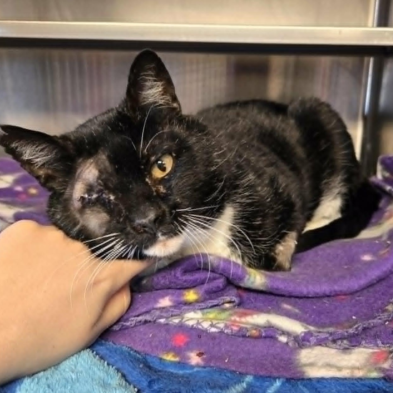 Allister, ADOPTABLE, Adult Male Domestic Short Hair.