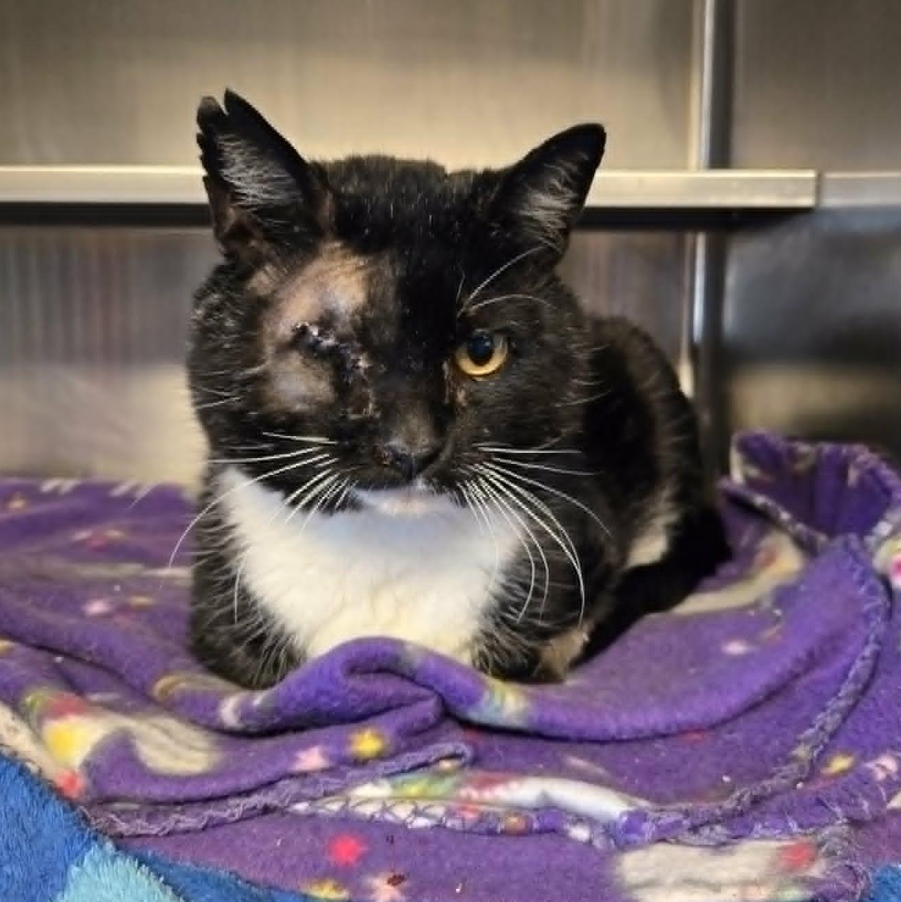 Enlarge Allister, a ADOPTABLE Domestic Short Hair in Watertown, WI image 2/2