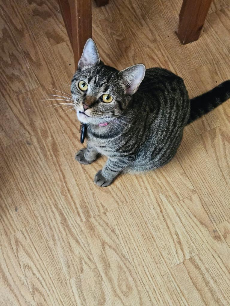 Bella, Adoptable, Adult Female Domestic Short Hair.