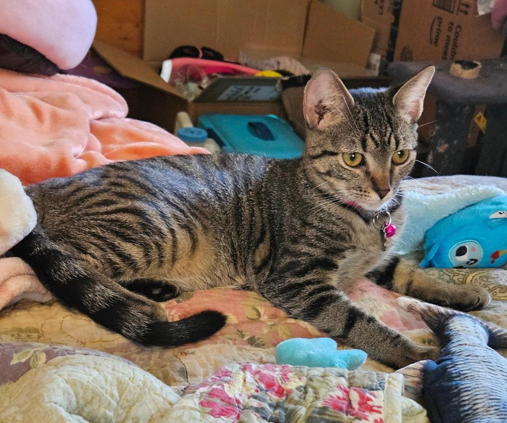 Enlarge Bella, a Adoptable mixed breed in Parkville, MD image 2/3