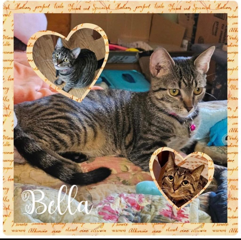 Enlarge Bella, a Adoptable mixed breed in Parkville, MD image 3/3