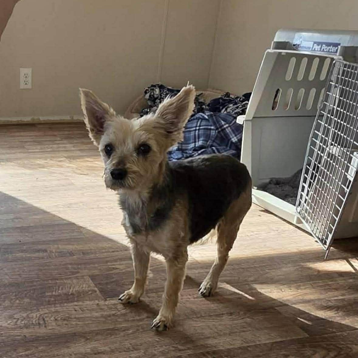 Bella, ADOPTABLE, Senior Female Terrier.