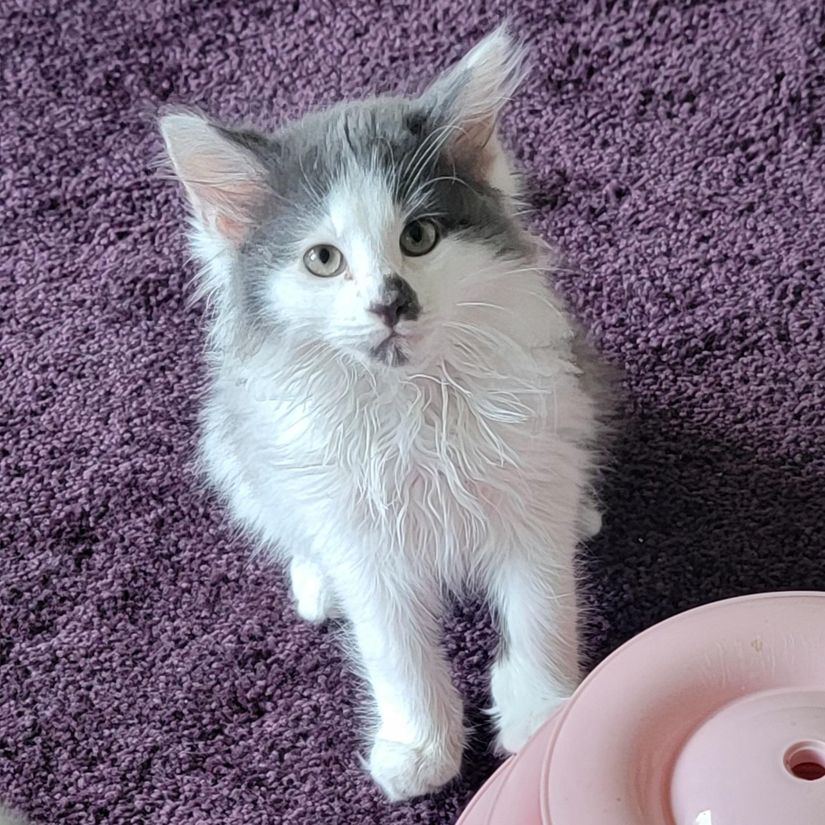 Enlarge Bubbly, an adoptable Domestic Long Hair in Wyandotte, MI image 2/6