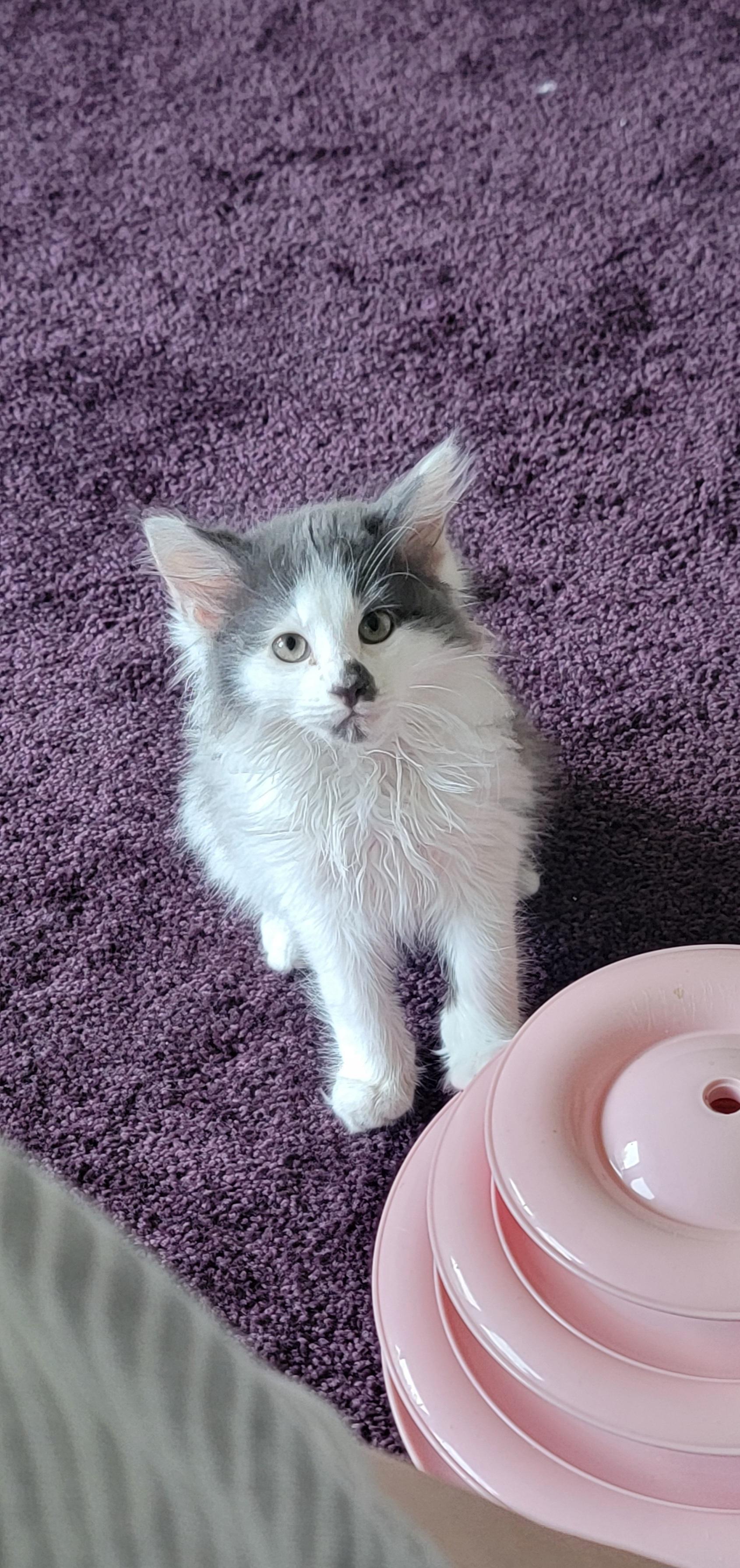 Bubbly, an adoptable Domestic Long Hair in Wyandotte, MI image 5/6